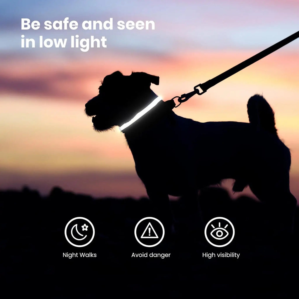 Dog Collar LED Night Safety Flashing or Glowing In the Dark