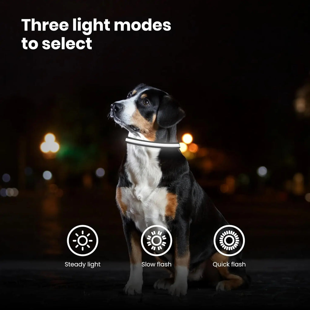 Dog Collar LED Night Safety Flashing or Glowing In the Dark